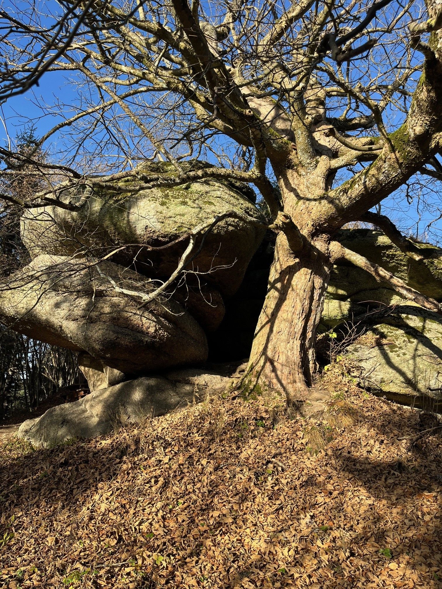Ein großer Baum mit verzweigten Ästen steht neben massiven Felsbrocken auf einem mit Laub bedeckten Boden unter klarem, blauem Himmel.
