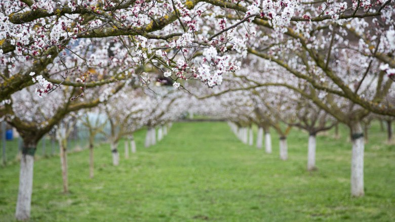 Blühende Marillenbäume in einem Garten mit grünem Gras.
