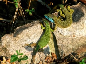 Smarageidechsen bei der Paarung, © Arbeitskreis Wachau/Werner Gamerith