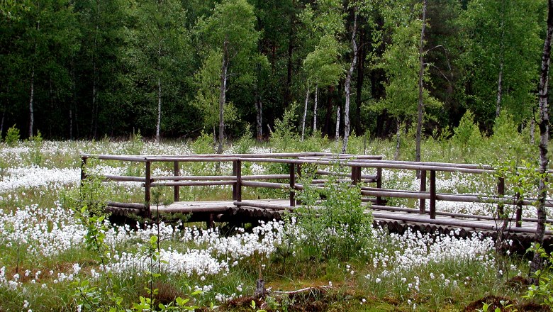 Holzsteg im Heidenreichsteiner Moor, umgeben von gr&uuml;nen B&auml;umen und wei&szlig;en Blumen.