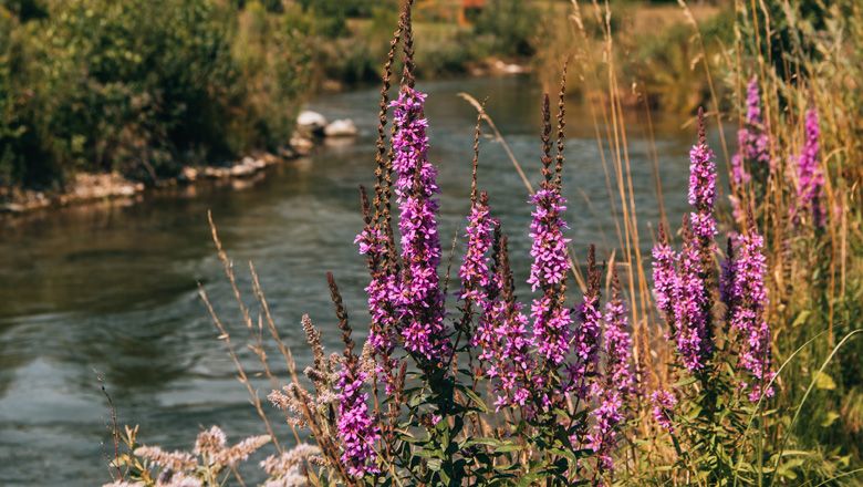 Lila Blumen am Ufer eines Flusses mit grünem Hintergrund.