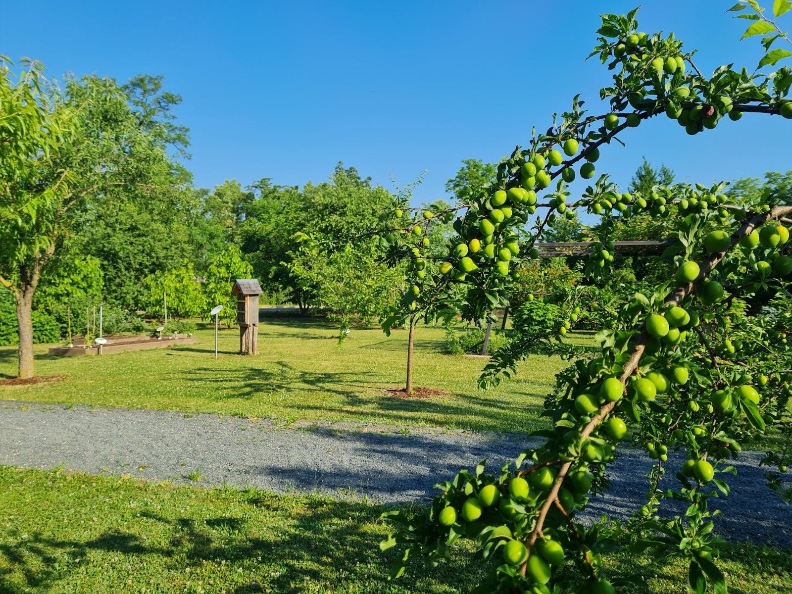 Obstbäume im Alchemistenpark in Kirchberg