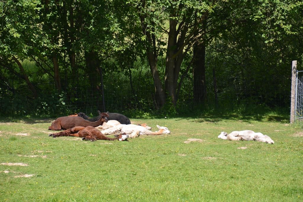 Ein Schläfchen in der Sommerhitze