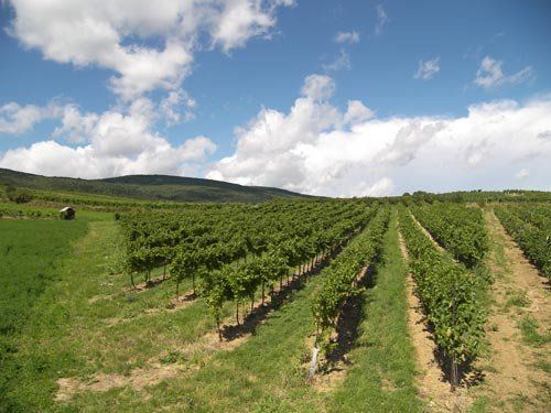 Weingarten mit Reihen von Reben unter blauem Himmel.