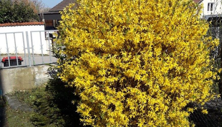 Fr&uuml;hling, &copy; privat