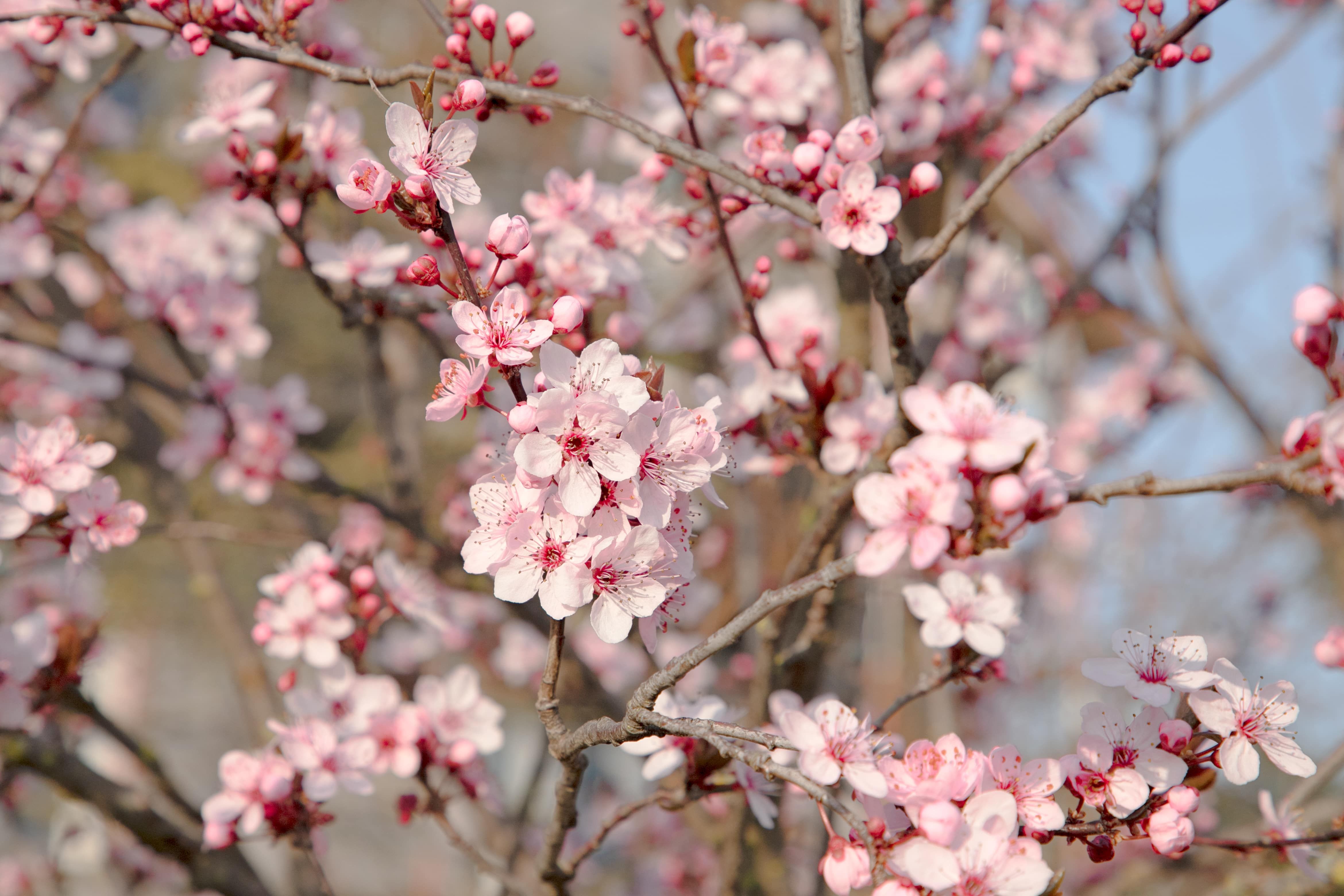 Nahaufnahme von blühenden Marillenblüten an einem Baum.