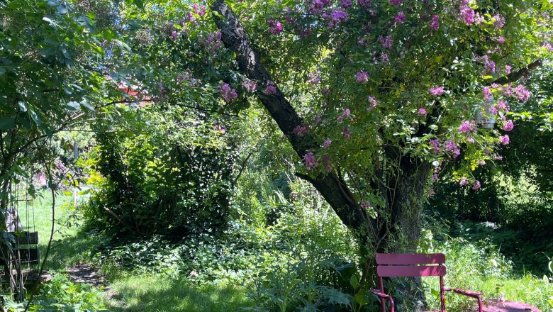 Ein idyllischer Garten mit einem rosa Stuhl und Tisch unter einem Baum mit lila Blüten.