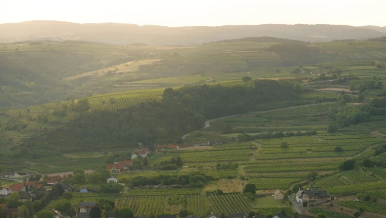 Landschaft mit Weinbergen und Hügeln im Sonnenuntergang.