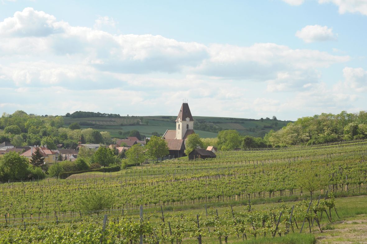 Ein Weingarten mit einer Kirche im Hintergrund, umgeben von grünen Hügeln und einem Dorf.