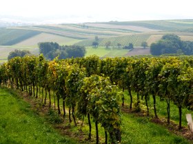 Ried Hermannschachern, &copy; S. Haider