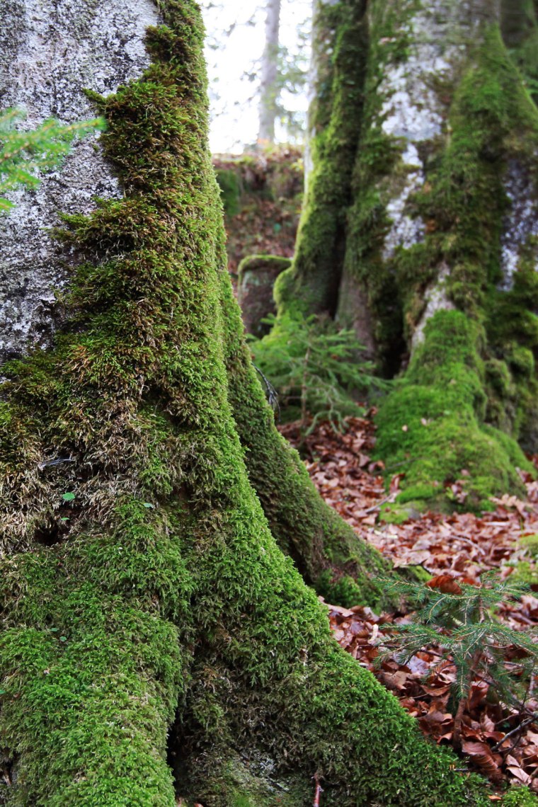 Moosbewachsene Bäume mit buntem Laub.