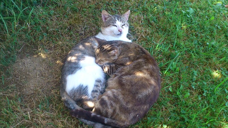 Gl&uuml;ckliche Katzen in der Feldm&uuml;hle, &copy; E&szlig;letzbichler Christine