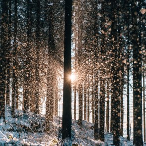 Sonnenschein durch verschneite Bäume