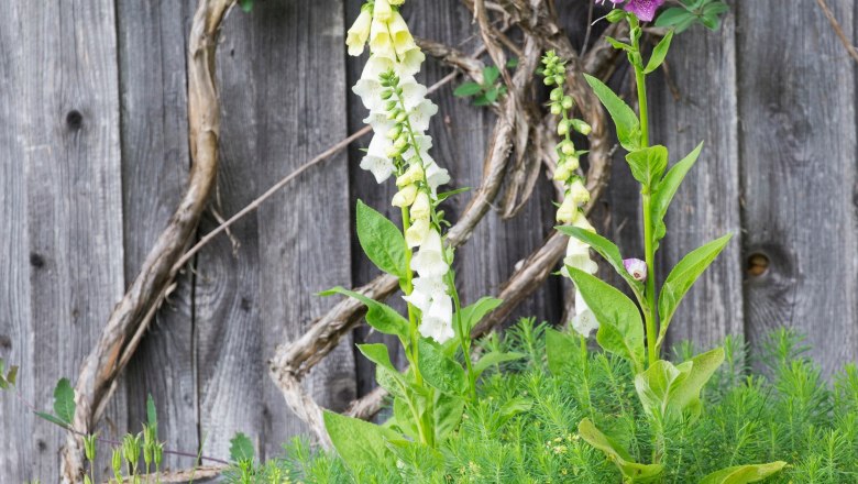 Biohof Hinterstockreith, &copy; Theo Kust