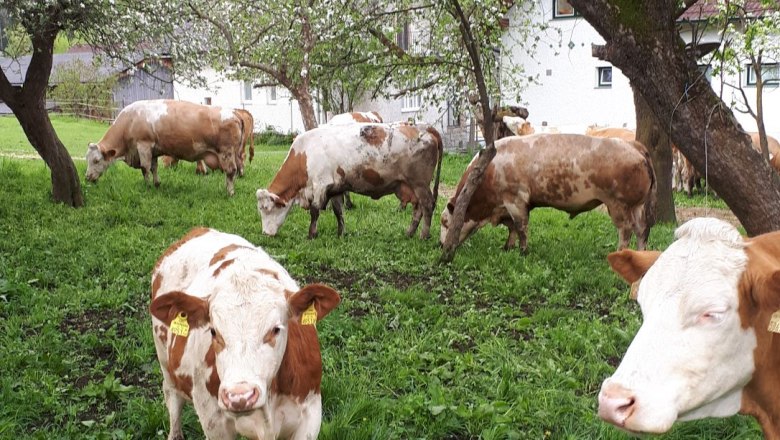 K&uuml;he, &copy; Rosina Steinbrunner