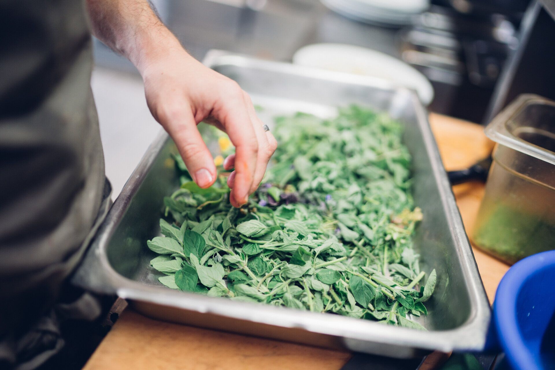 Frische Kräuter in sattem Grün laden dazu ein, die Aromen der Natur zu entdecken. Die sanften Hügel der Wiener Alpen umgeben diesen Ort und schaffen eine harmonische Atmosphäre, die zum Verweilen einlädt.