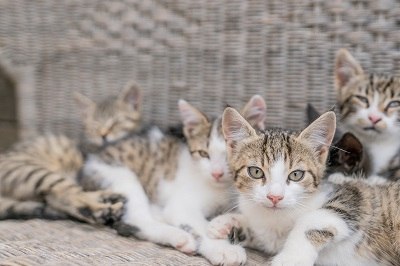 Katzen Alarm, &copy; Einkehrhof Poggau