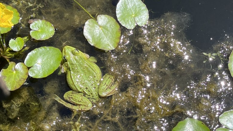Ein grüner Frosch sitzt auf Wasserpflanzen in einem Teich, umgeben von Seerosenblättern und Sonnenlichtreflexionen.