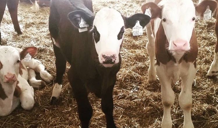 K&auml;lber, &copy; Lothspieler