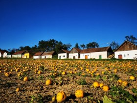 Au&szlig;erhalb von Immendorf liegt die Kellergasse Altenberg - mitsamt Radlerrast, &copy; Weinstra&szlig;e Weinviertel West