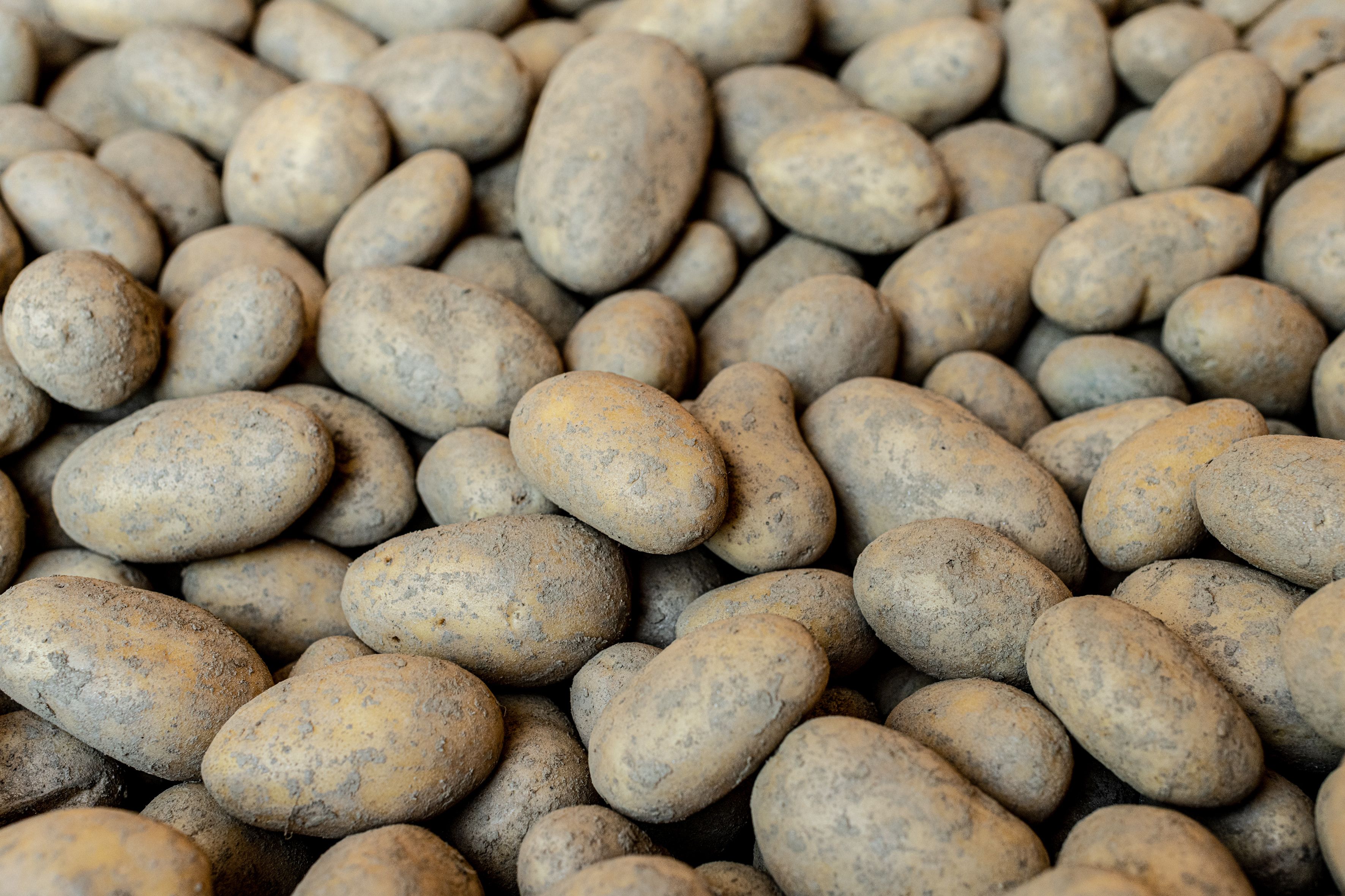 Aufnahme von vielen Kartoffeln, die dicht beieinander liegen.