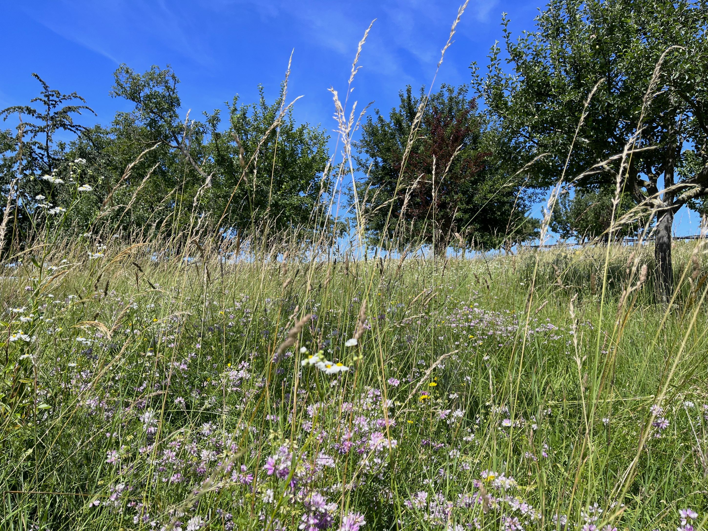 Wiese mit Wildblumen und Bäumen unter blauem Himmel.