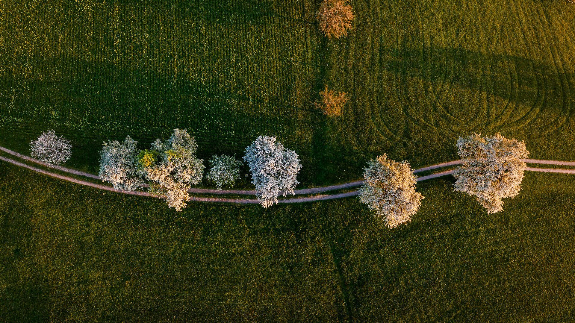 Die Birnbäume blühen in voller Pracht und verwandeln die Landschaft in ein zauberhaftes Blütenmeer. Der Frühling bringt frische Farben und eine angenehme Atmosphäre, die zum Verweilen einlädt. Genießen Sie die Schönheit der Natur auf der Moststraße und lassen Sie sich von der Idylle verzaubern.