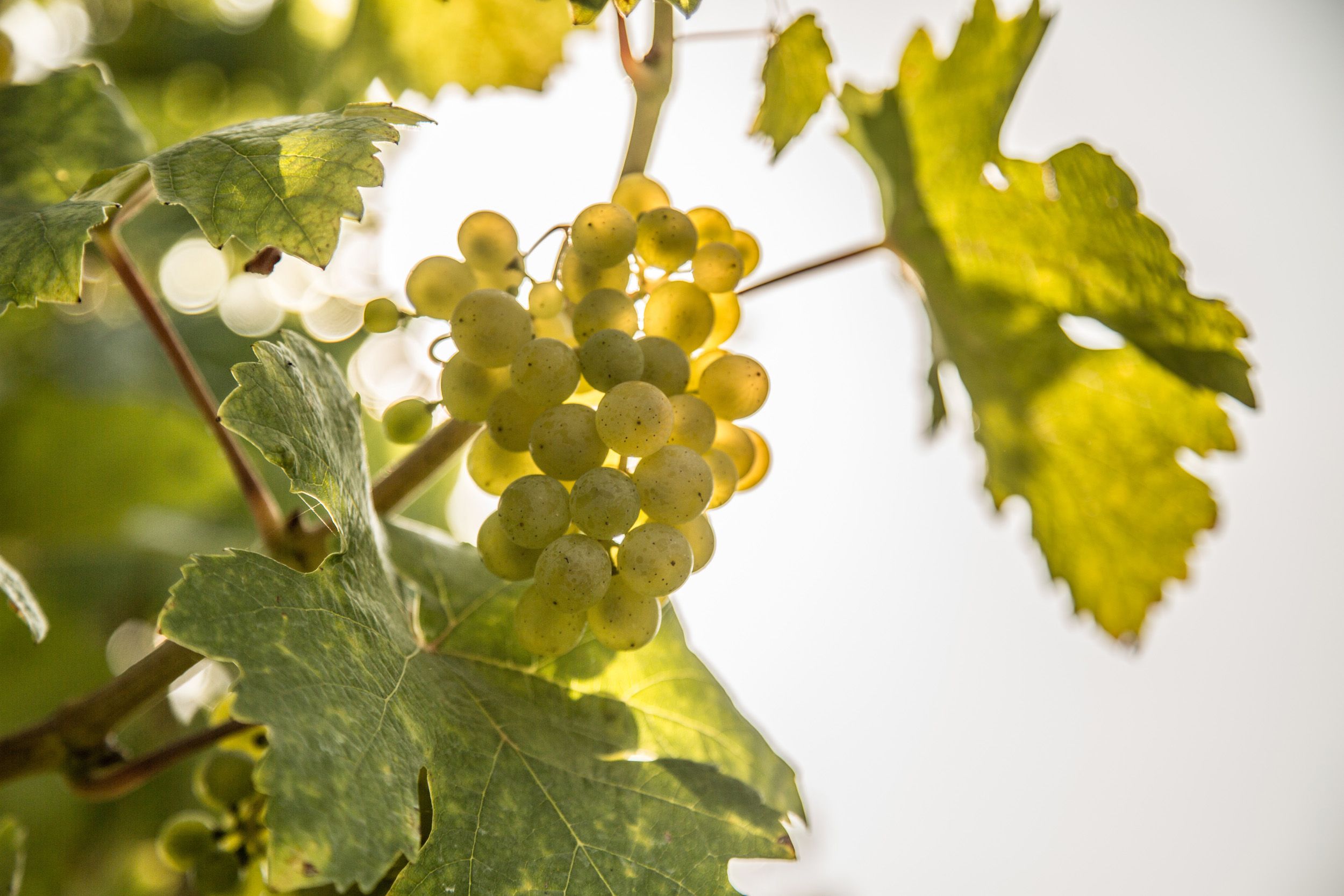 Weinreben in der Wachau