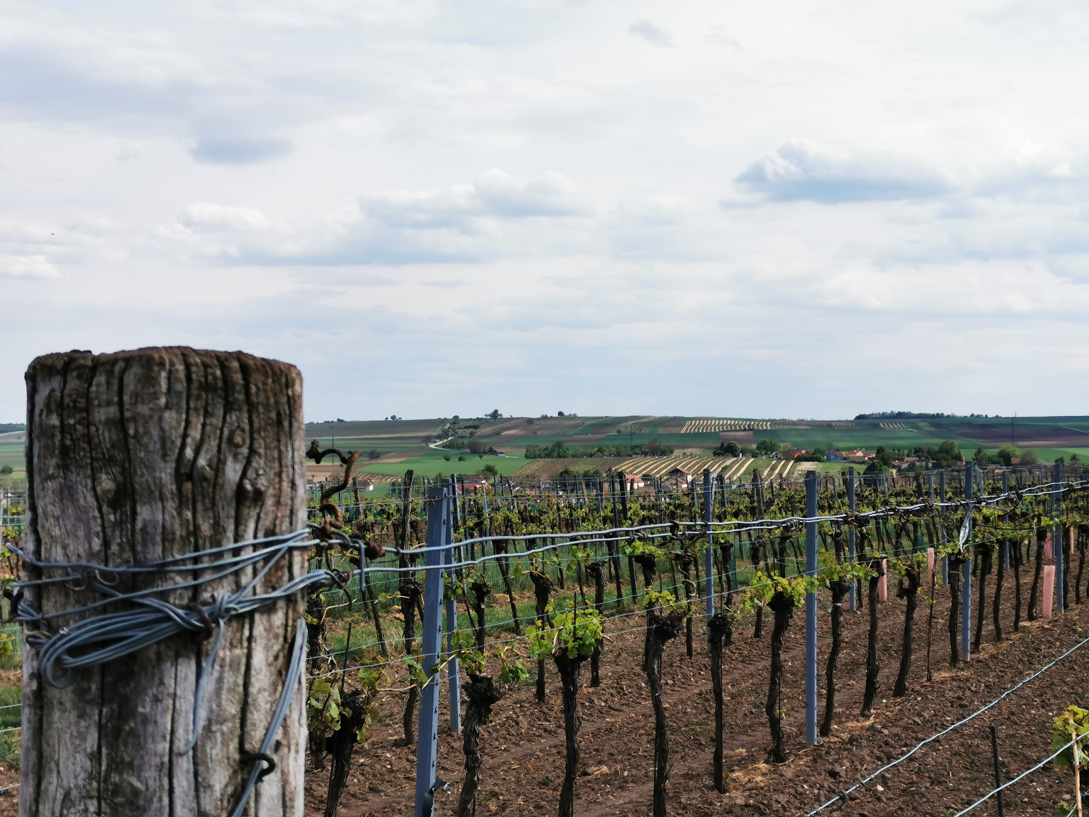 Weinberge mit Pfosten im Vordergrund und Hügeln im Hintergrund.