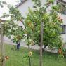 Ein Garten mit Marillenb&auml;umen vor einem modernen Haus.
