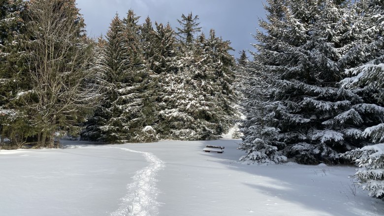 Verschneiter Waldweg mit Fu&szlig;spuren und einer Bank im Schnee.