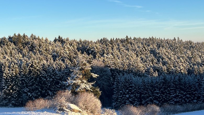 Verschneiter Wald unter klarem blauen Himmel.