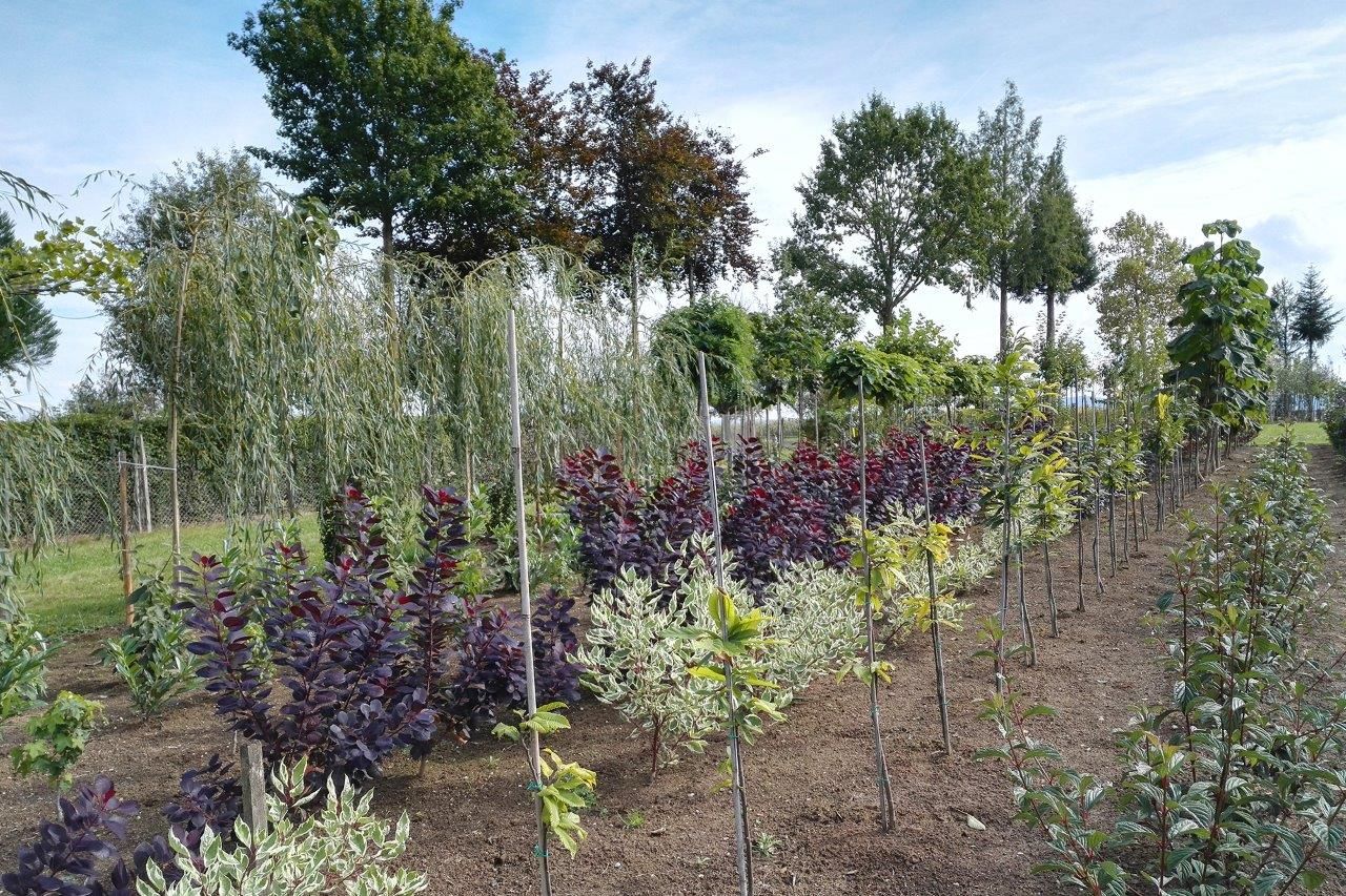 Gartengestaltung & Baumschule Huber