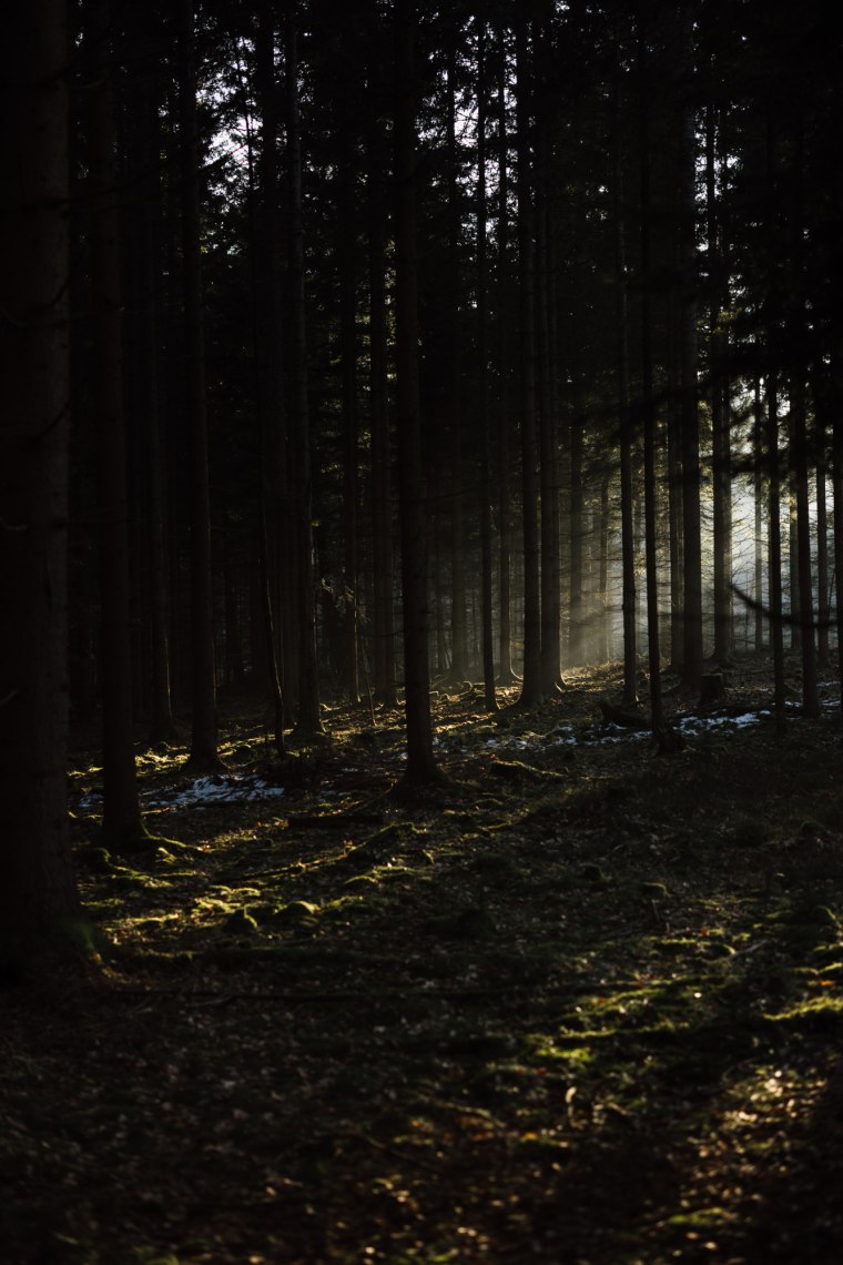 Wald im Winterschlaf, © Niederösterreich Werbung/ Mara Hohla