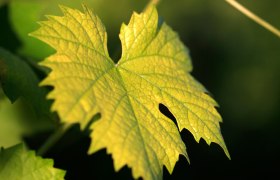 Nahaufnahme eines Weinblatts im Sonnenlicht.