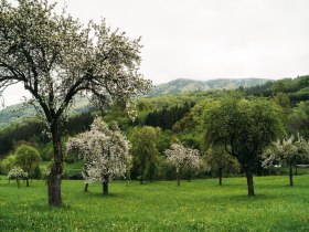 Inmitten einer malerischen Landschaft blühen die Obstbäume und verleihen der Wiese einen Hauch von Frühling. Die sanften Hügel im Hintergrund laden zu unvergesslichen Wanderungen ein, während die frische Luft die Sinne belebt.