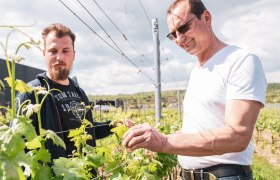 Zwei Männer in einem Weinberg, die Reben inspizieren.