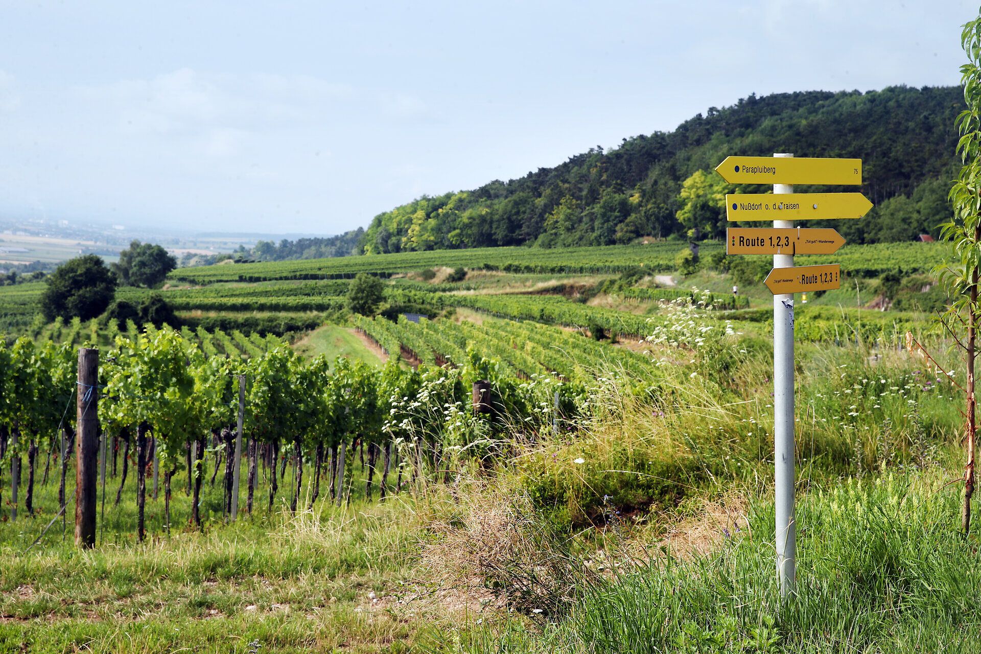 Wanderung zum Parapluiberg