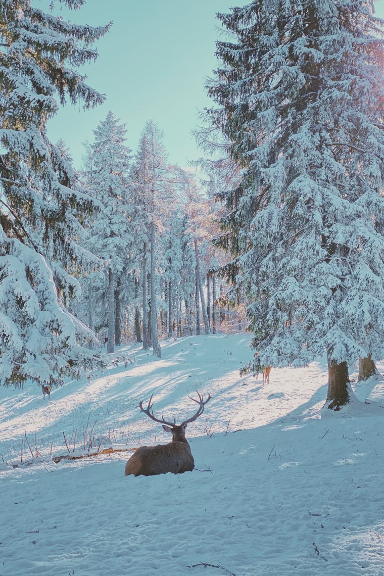 Hirsch sitzt im schneebedeckten Wald