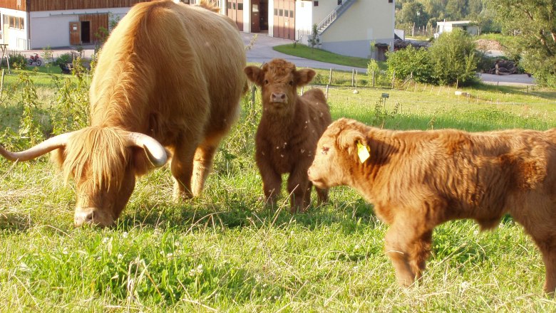 K&uuml;he, &copy; Annahof