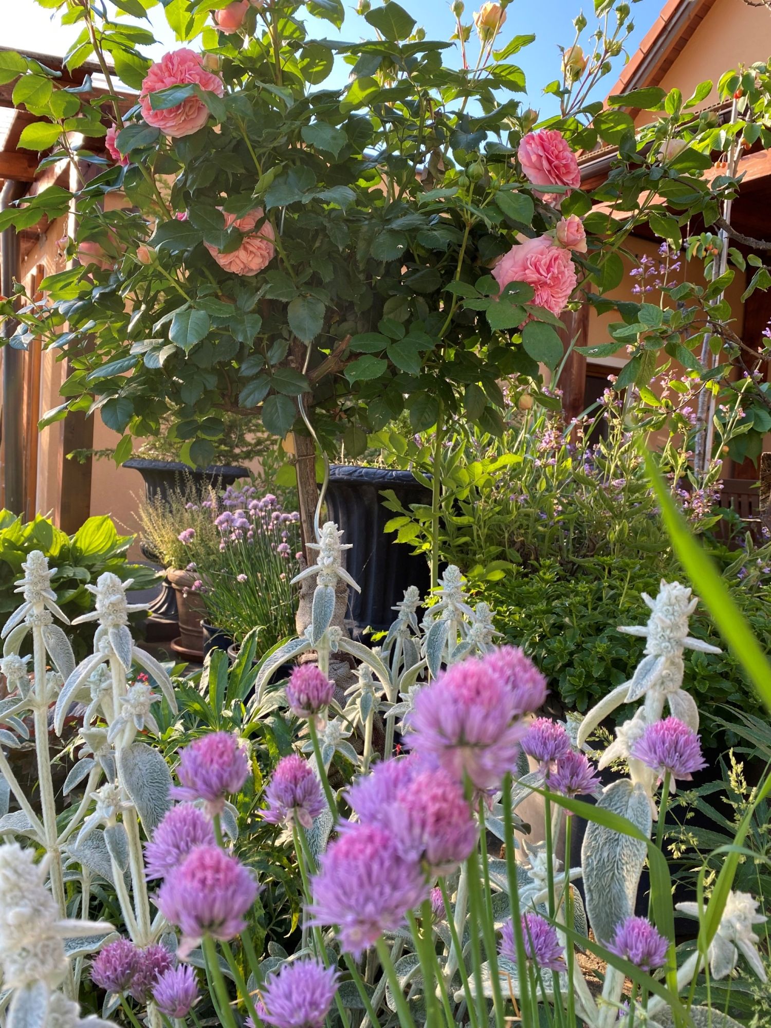 Ein blühender Garten mit rosa Rosen und lila Blumen vor einem Haus.