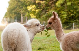 Freddy und Ilvy, &copy; Alpakagarten Texingtal