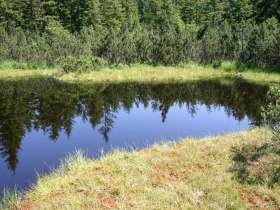 Moorauge, &copy; Tourismusverein G&ouml;stling