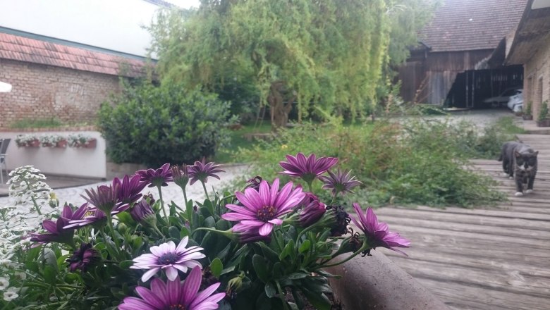 blume-mit-katze-x, &copy; Christoph Mehofer