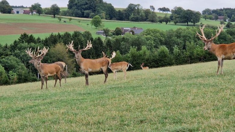 Wildpark Hochrieß - nur 35 Min. vom Happy Nest entfernt und immer eine Reise wert., © Martin Bachner_Happy Nest