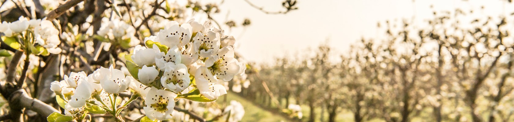 Blüte im Apfelgarten, © Niederösterreich-Werbung/ Robert Herbst