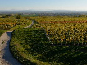Weinberge am Wagram, &copy; Donau Nieder&ouml;sterreich - Kamptal-Wagram-Tullner Donauraum