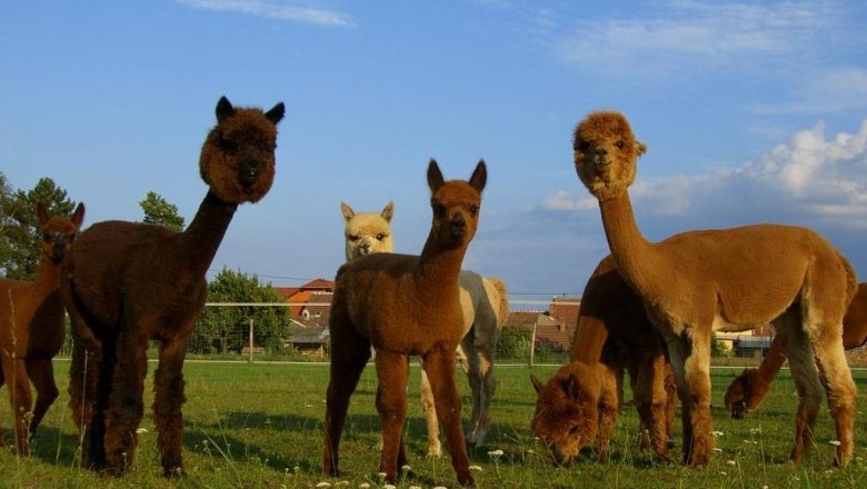Eine Gruppe von Alpakas steht auf einer gr&uuml;nen Wiese unter blauem Himmel.