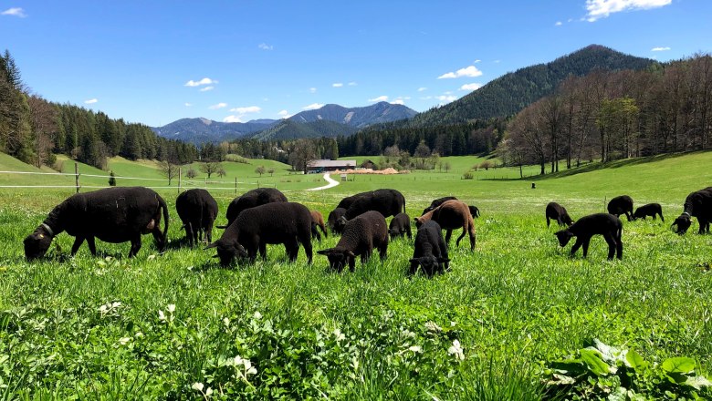 Biohof Scheikl, &copy; Familie Scheikl