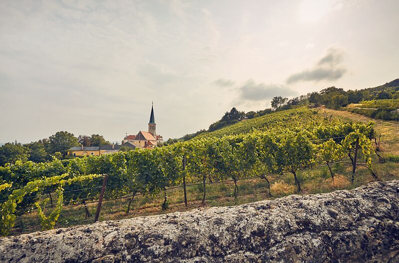 Weinberge in Gumpoldskirchen mit einer Kirche im Hintergrund.